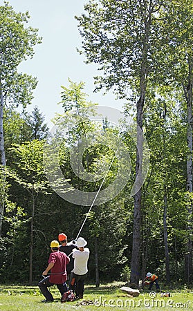 Tree cutting service Stock Photo