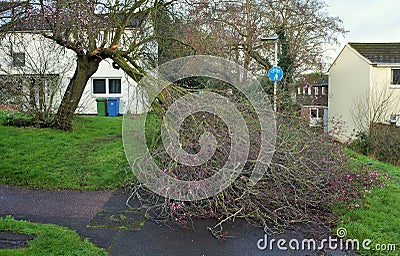 A Tree Damaged by Storm Dennis in England Editorial Stock Photo