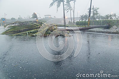 Tree and debri in road during typhoon Stock Photo