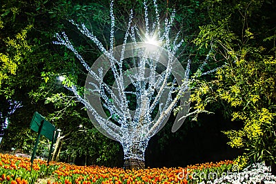 Tree decorated with white small lights Stock Photo