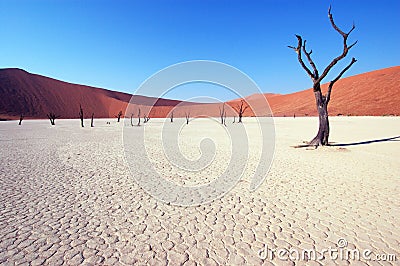 Tree in the desert - Deadvlei Stock Photo