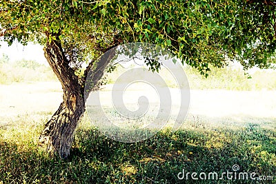 Tree detail. Branchs and trunk Stock Photo