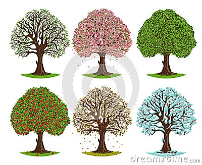 Tree in different seasons. Spring blooming, summer green, autumn falling leaves and winter seasonal trees vector Vector Illustration