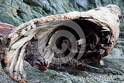 Tree drift wood by water Stock Photo