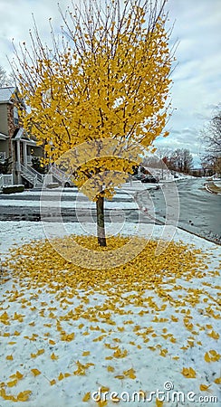 Tree dropping yellow leaves onto snow Stock Photo