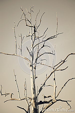 Tree drought Stock Photo