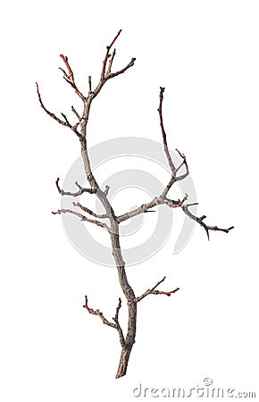 tree dry stick isolated on white Stock Photo