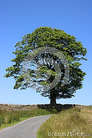 Tree and dry stone wall in countryside lane Stock Photo