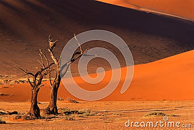 Tree and dune, Sossusvlei, Namibia Stock Photo