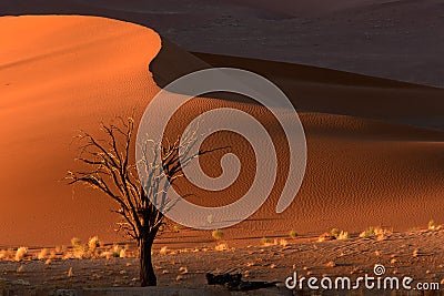 Tree and dune, Sossusvlei, Namibia Stock Photo