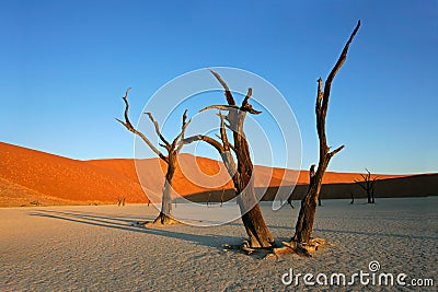 Tree and dune, Sossusvlei, Namibia Stock Photo