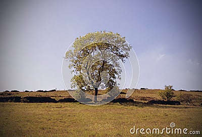 Tree in English Countryside Stock Photo