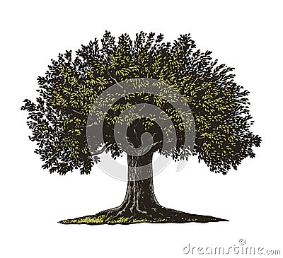 Tree in engraving style Vector Illustration