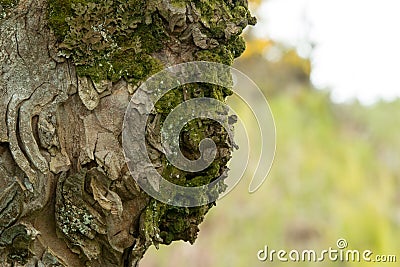 Tree Face Stock Photo