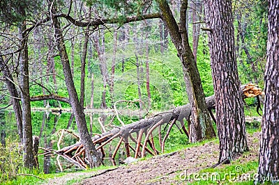 Tree fallen in the lake. Pine forest Stock Photo