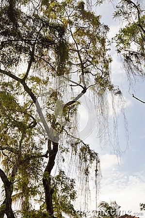 Tree with a falling branch in a park Stock Photo