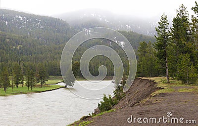 Tree falling in the river yellowstone national park USA Editorial Stock Photo