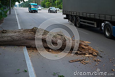 The tree fell on the road. Danger to traffic Stock Photo