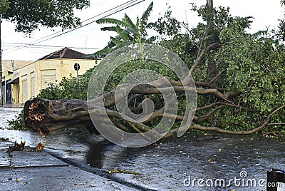 Tree that fell after a storm in the urban area. old tree trunk fallen in the city Stock Photo