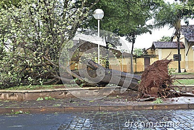 Tree that fell after a storm in the urban area. old tree trunk fallen in the city Stock Photo