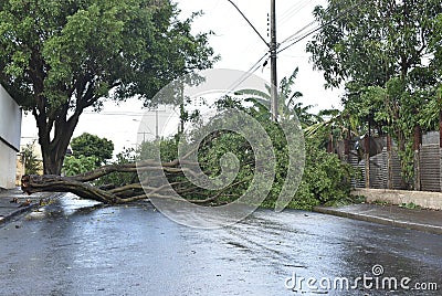 Tree that fell after a storm in the urban area. old tree trunk fallen in the city Stock Photo