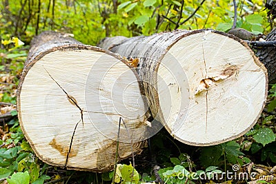 Tree felling Stock Photo