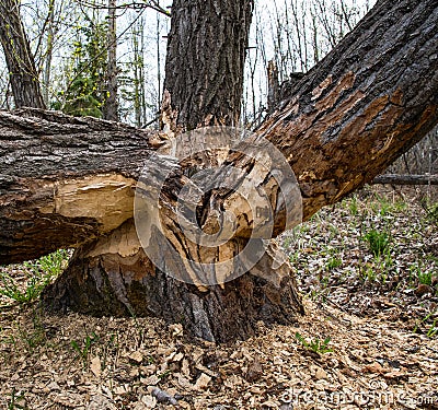Tree felling a beavers work Stock Photo