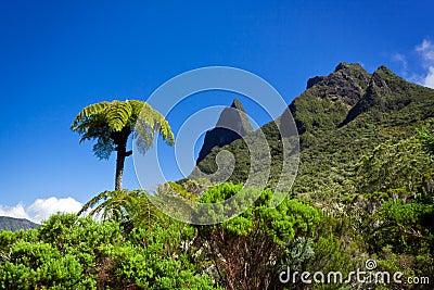 Tree fern Stock Photo