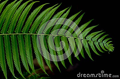 Cyathea dealbata Stock Photo