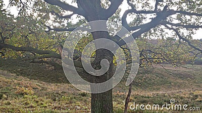 Tree Stock Photo