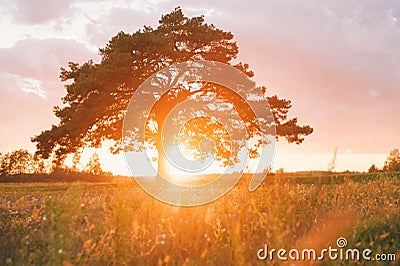 A tree in a field against the backdrop of a beautiful sunset Stock Photo