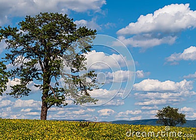 A tree in a field at the Antietam National Battlefield on a sunny summer day Editorial Stock Photo