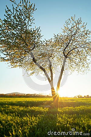 A tree in a field near the farm, a roman landscape, Rome, Italy Stock Photo