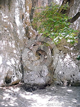 Tree growing between rocks by the river Acheron Stock Photo