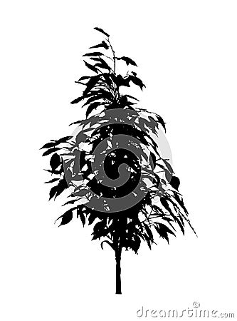 Tree, flower Benjamin - ficus tree, branches with leaves. Vector Illustration