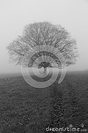 Tree on a foggy day Stock Photo