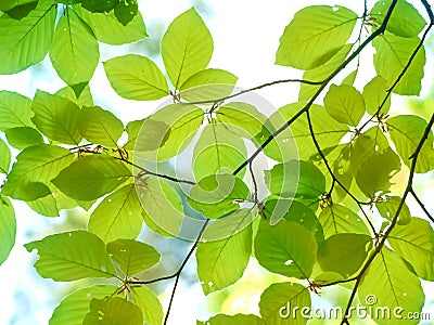 Tree in spring time Stock Photo