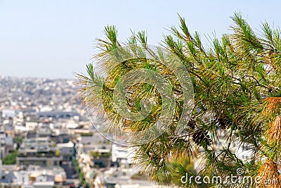 Tree in the foreground. acropolis park Stock Photo