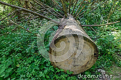 Tree of forest cutting down Stock Photo