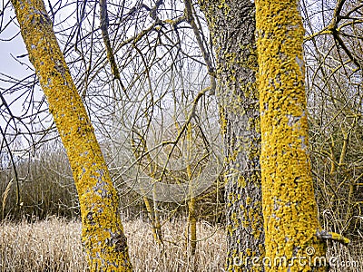 Tree forest lichens in cool yellow color. Stock Photo