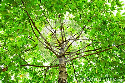 Tree in the forest. nature green wood sunlight. Stock Photo