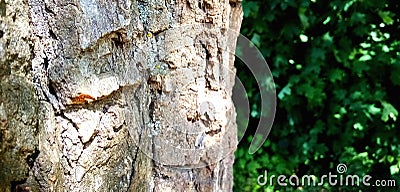 Tree. Forest. Nature. Greenery. Green. Background. Vegetation. Taiga. Bowl. Stock Photo