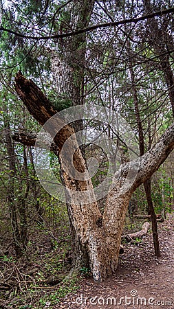 Tree in forest with section of white bark Stock Photo