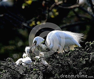 Maternal love of birds Stock Photo