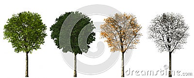 Tree - four seasons Stock Photo