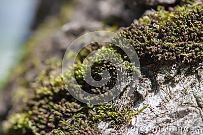 Tree with fresh green moss tiny life microcosm macro Stock Photo