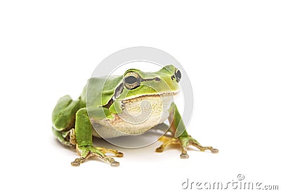 Tree frog Stock Photo