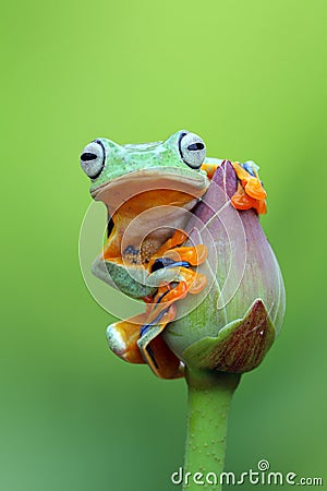 Tree frog, Flying frog on the lotus bud Stock Photo