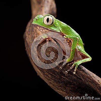 Tree frog with big eyes Stock Photo