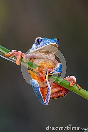 Tree frog, Cruziohyla or Phyllomedusa calcarifer, climbing branch tropical Amazon rain forest. Stock Photo